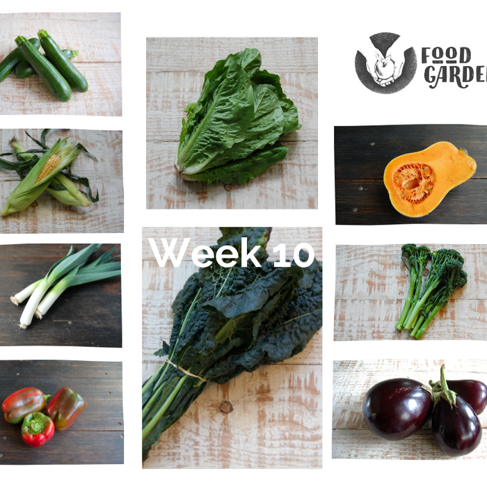 Week 10 - Pimento Capsicum, Sweet Corn, Zucchini, Eggplant, Black Kale and Tomato