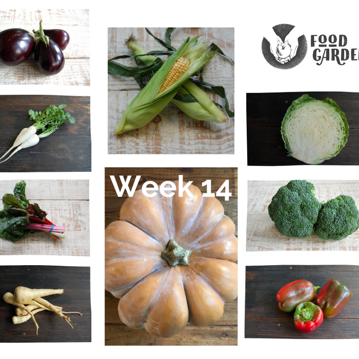 Week 14 - Musque de Provence, Parsnip, Sweet Corn, Rainbow Chard, Sebago Potato and Broccoli