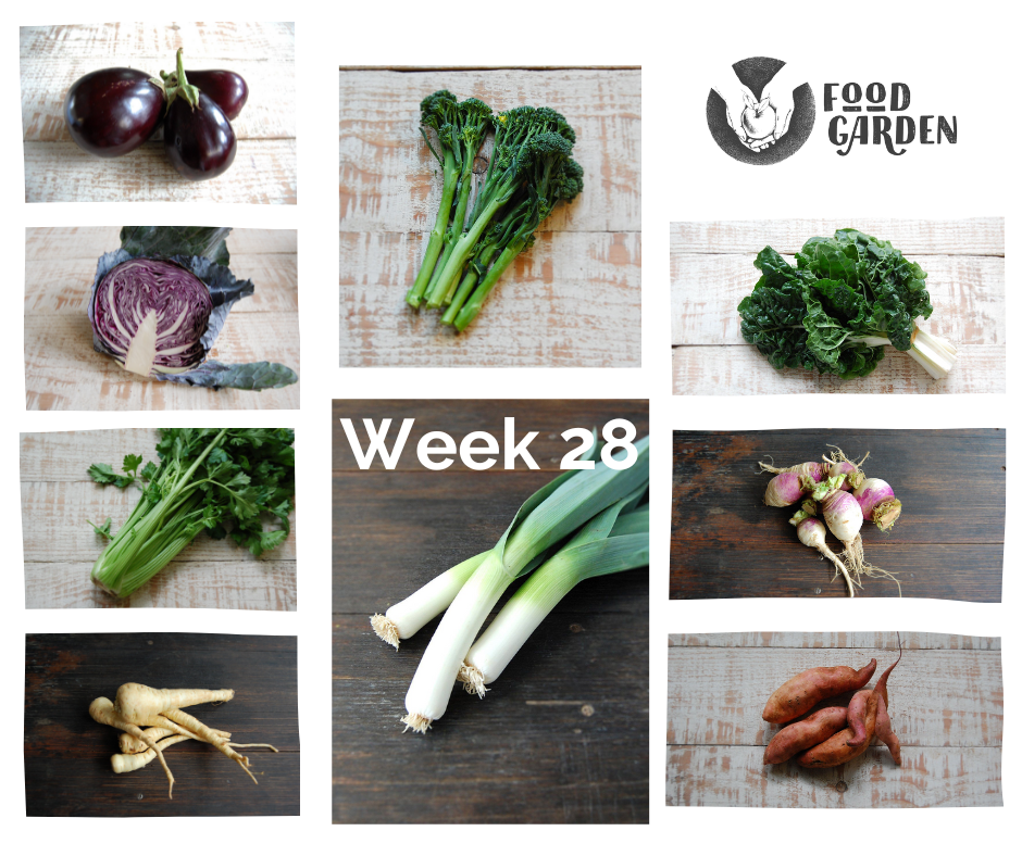 Week 28 - Broccolini, Red Cabbage, Celery, Leek, Parsnip, Turnip and Tangelo