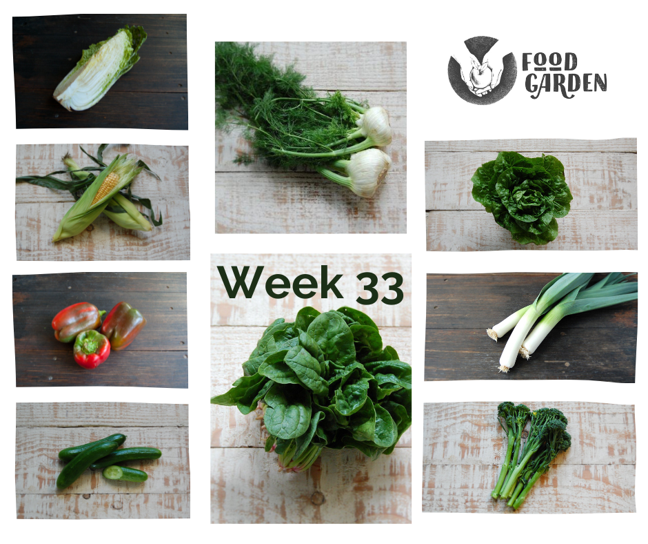Week 33 - Wombok, Sweet Corn, Cucumber, Tomato, Leek, Broccolini and Tangelo