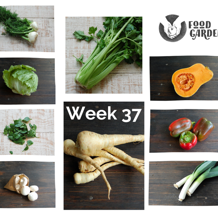 Week 37 - Parsnip, Pumpkin, Celery, Fennel, Broad Beans, Mushrooms and Capsicum