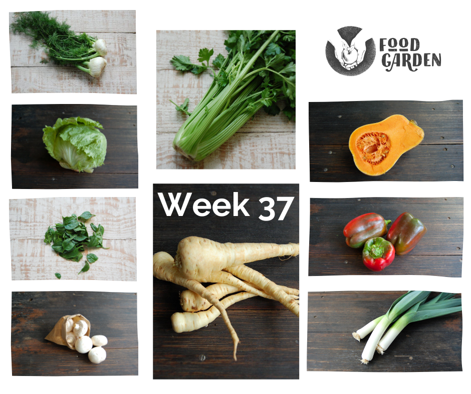 Week 37 - Parsnip, Pumpkin, Celery, Fennel, Broad Beans, Mushrooms and Capsicum