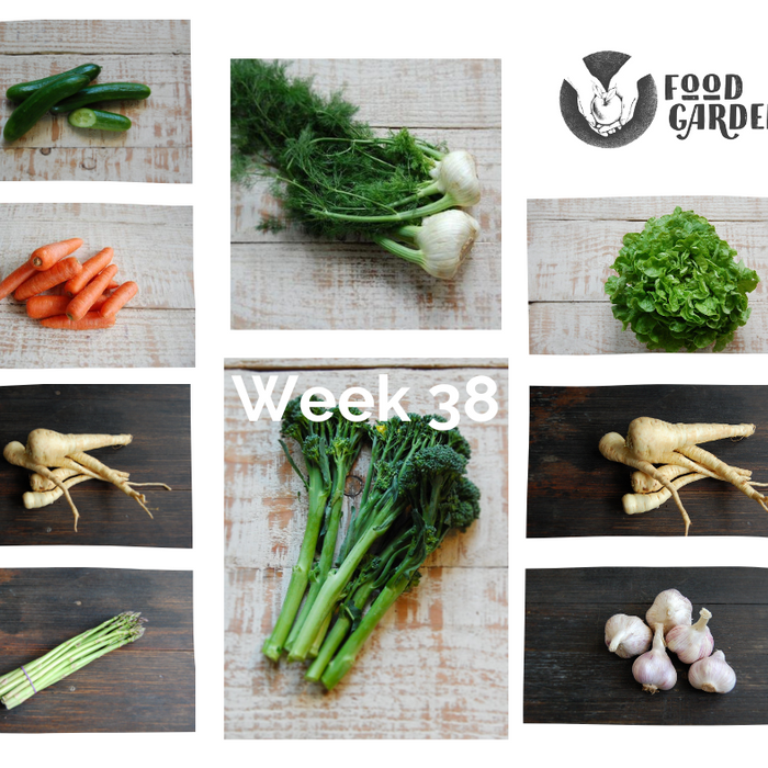 Week 38 - Beetroot, Mushrooms, Broccolini, Parsnip, Oak Lettuce, Avocado & Tangelo