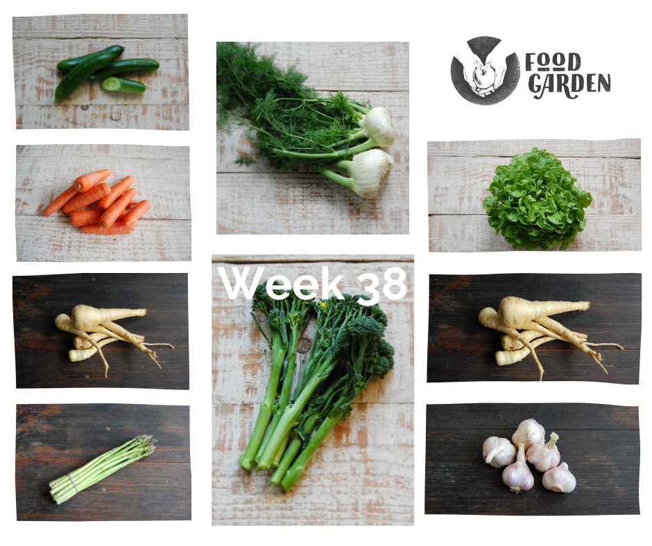Week 38 - Beetroot, Mushrooms, Broccolini, Parsnip, Oak Lettuce, Avocado & Tangelo