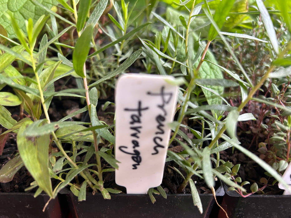 Herb, French Tarragon seedling