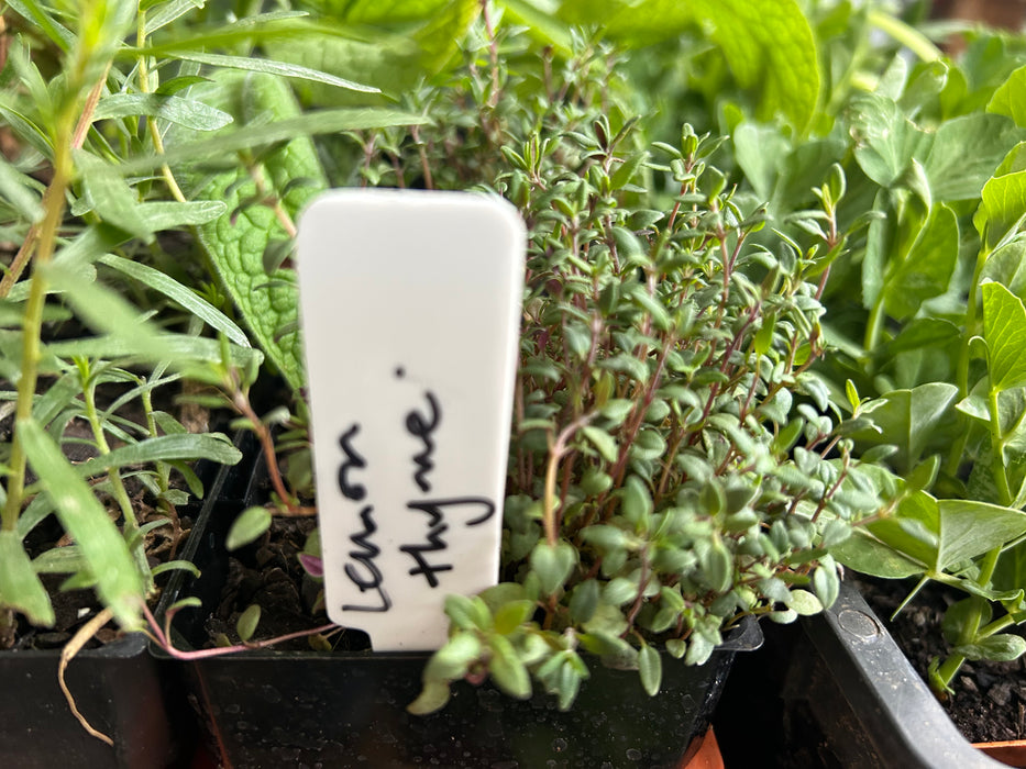 Herb, Thyme seedling