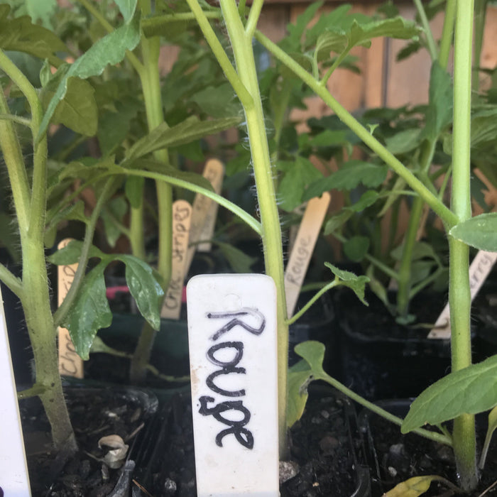 Tomato, Rouge de Marmande seedling