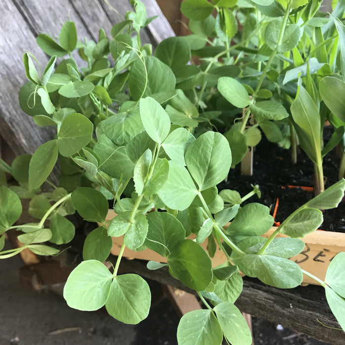 Snowpeas seedling