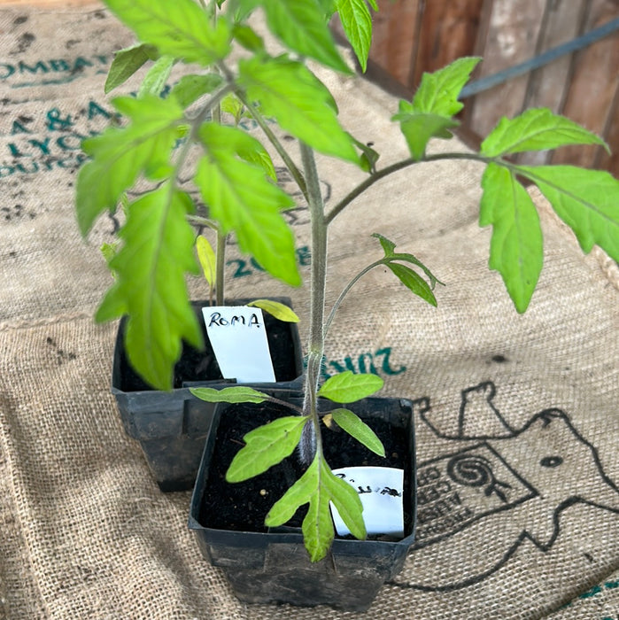 Tomato, Roma seedling
