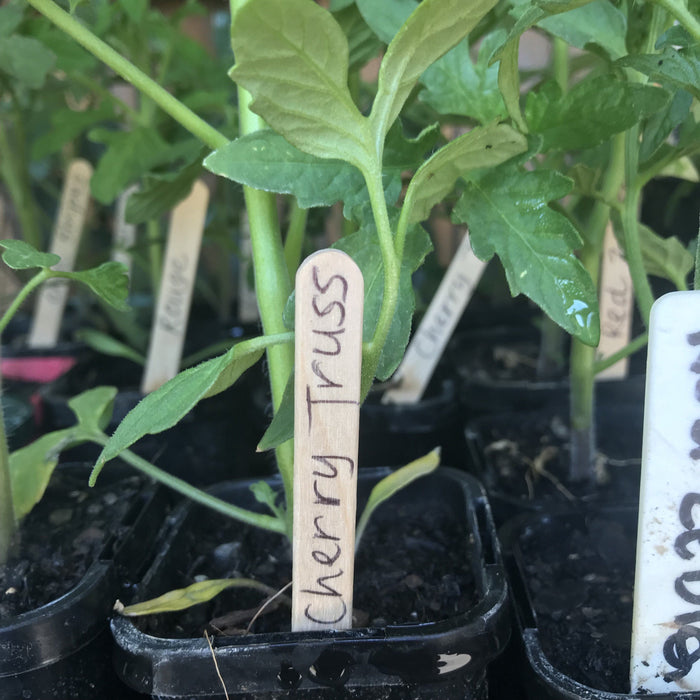 Tomato, Black Cherry seedling