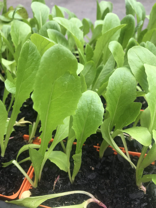 Lettuce Cos seedling