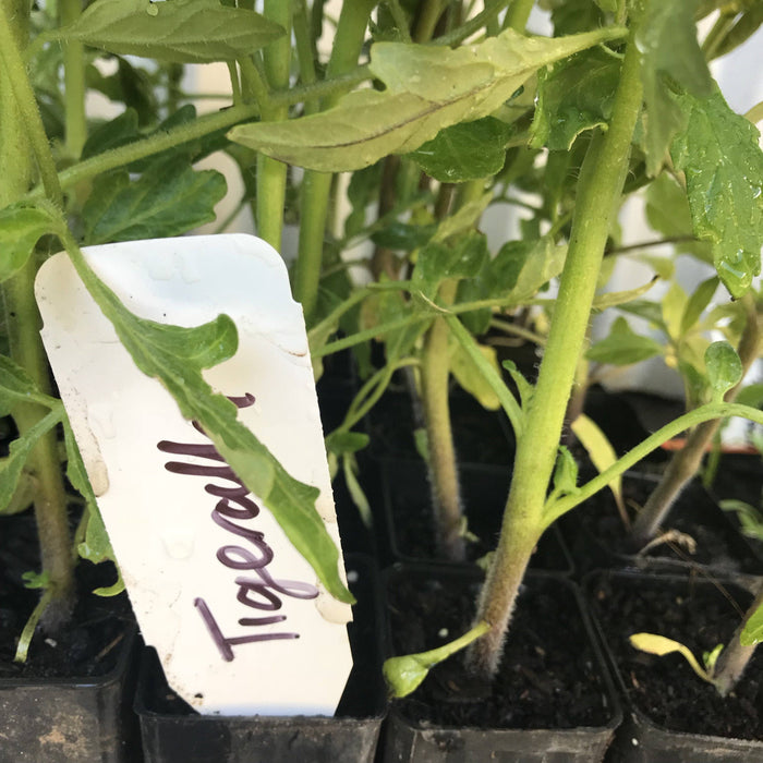 Tomato, Tigeralla seedling