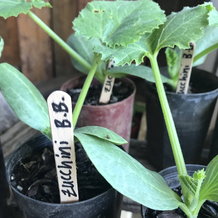 Zucchini, Black Beauty seedling