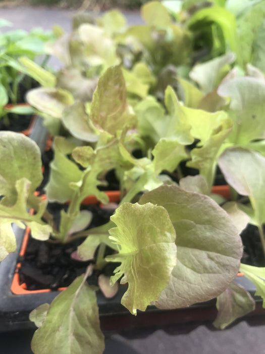 Lettuce Green Oak seedling
