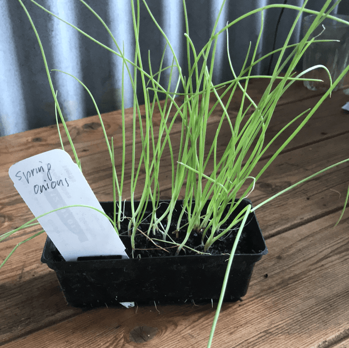 Spring Onion seedling