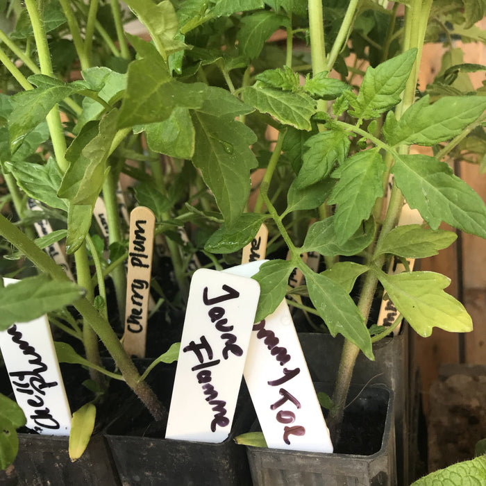 Tomato, Jaune Flamme seedling