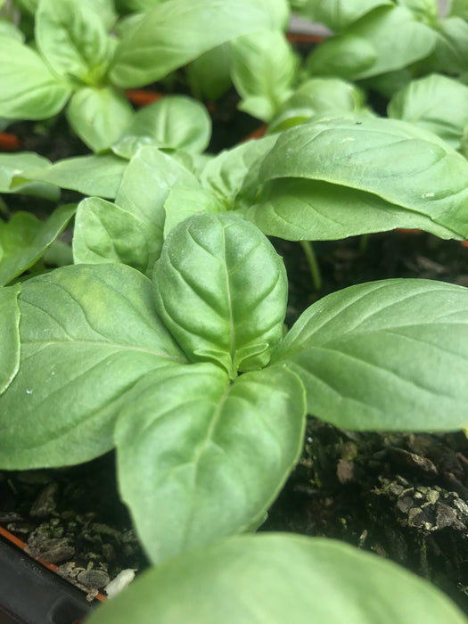 Herb, Basil seedling