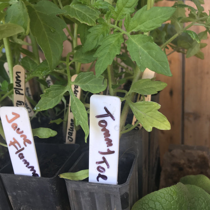Tomato, Tommy Toe seedling