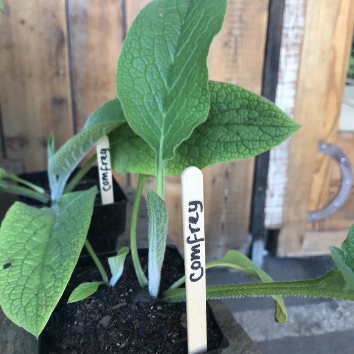 Comfrey seedling