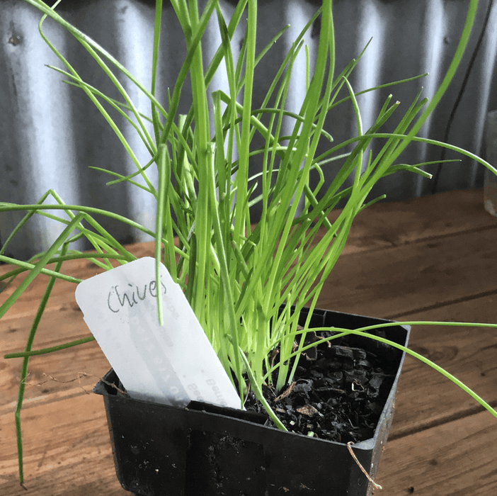 Herb, Chives seedling