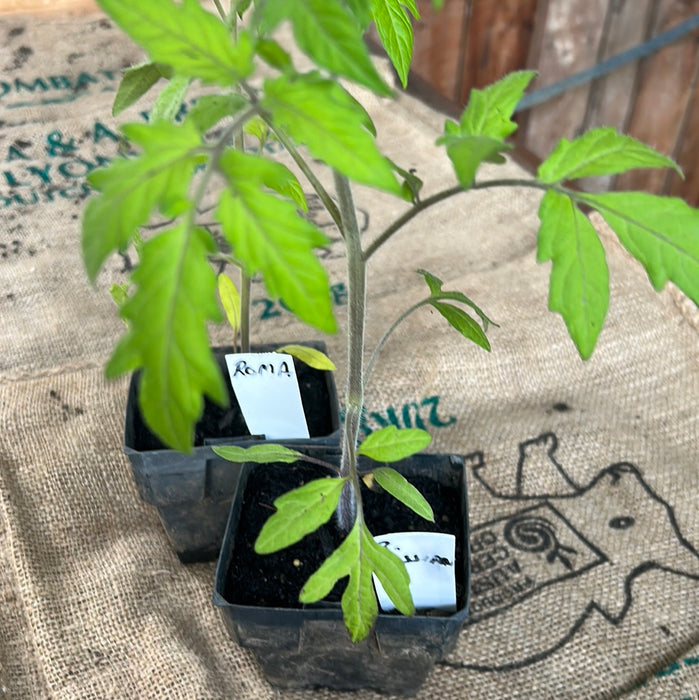 Tomato, Roma seedling