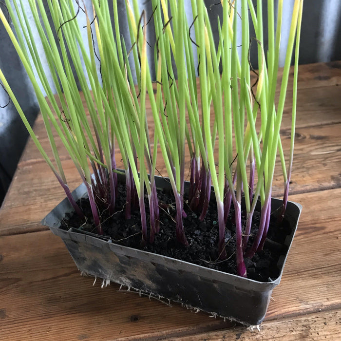 Onion, Red seedling