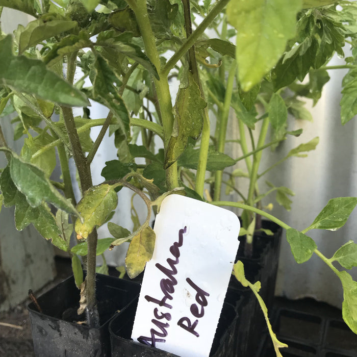 Tomato, St Pierre seedling