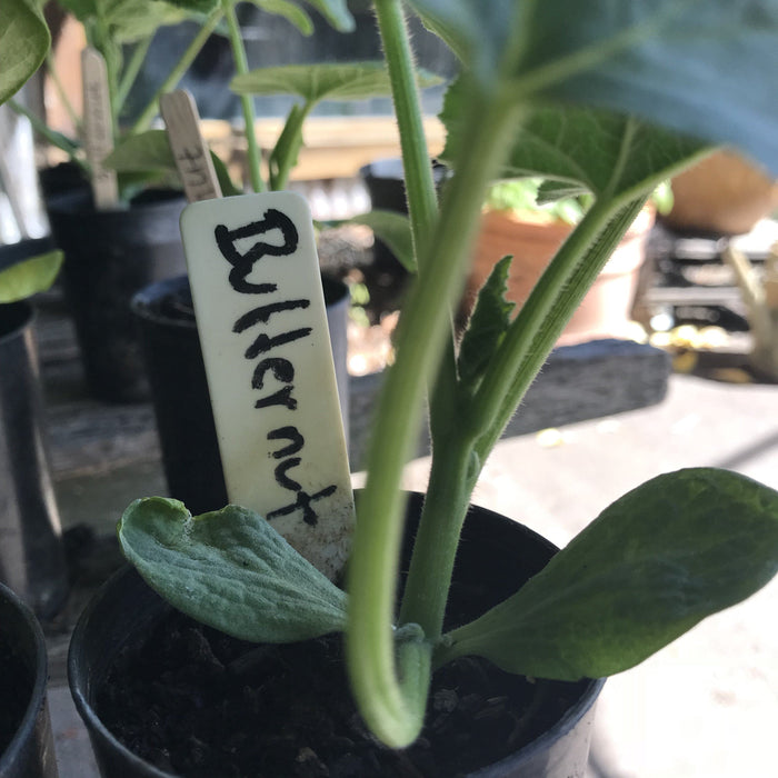 Pumpkin, Butternut seedling