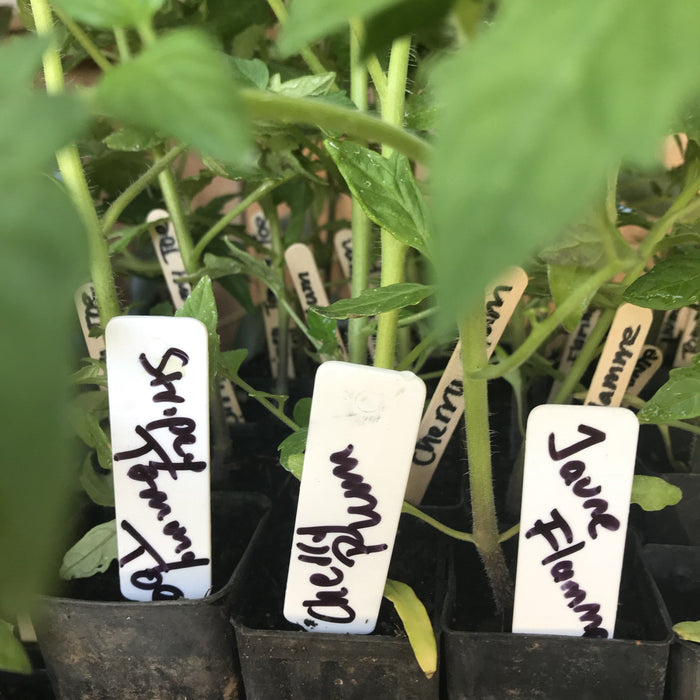 Tomato, Blueberry seedling
