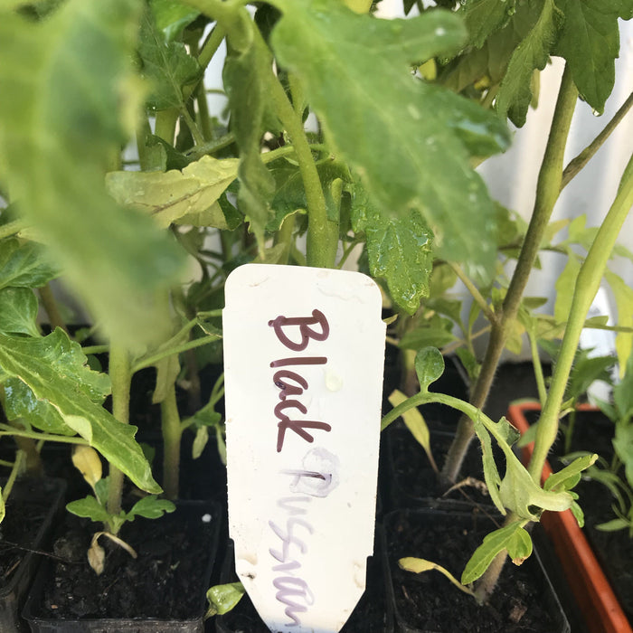 Tomato, Black Russian seedling