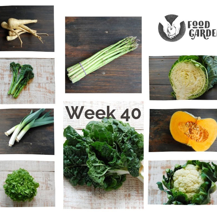 Week 40 - Iceberg Lettuce, Rainbow Chard, Gold Beetroot, Broad Beans and Kohlrabi
