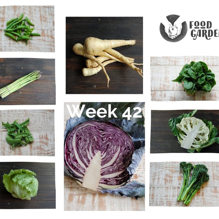 Week 42 - Beans, Green Kale, Fennel, Lettuce, Cucumber, Eggplant and Corella Pears