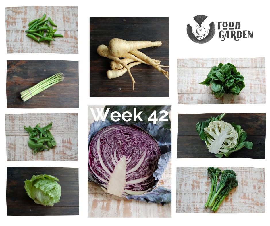 Week 42 - Beans, Green Kale, Fennel, Lettuce, Cucumber, Eggplant and Corella Pears