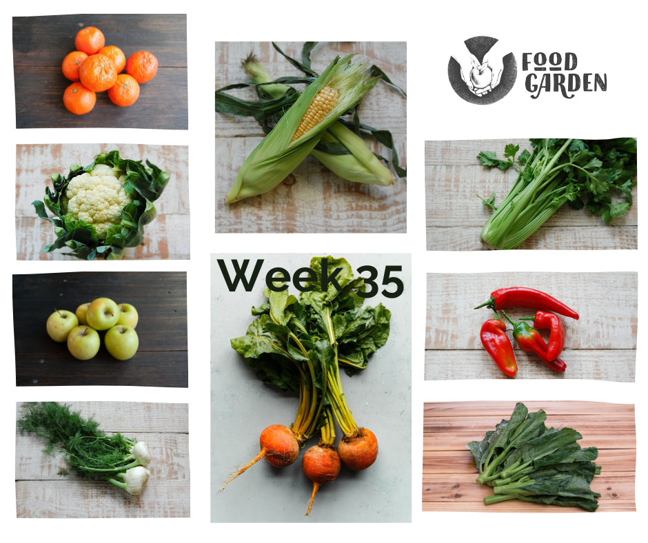 Week 35 - Sweet Corn, Celery, Cauliflower, Broccoli, Zucchini, Gold Beetroot and Kohlrabi