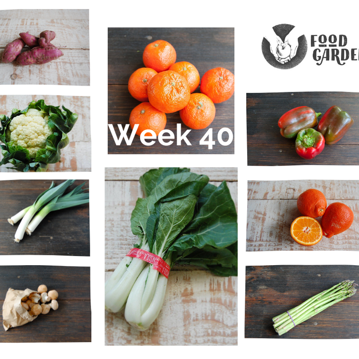 Week 40 - Capsicum, Cucumber, Broad Beans, Bok Choy, Fennel and Baby Cos Lettuce