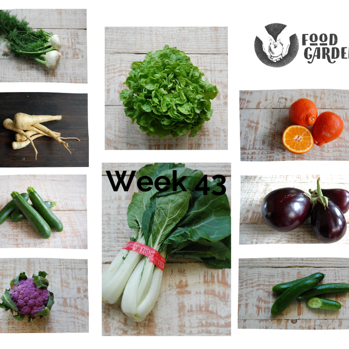 Week 43 - Oak and Cos Lettuce from Daylesford, Purple Broccolini, Green Cauliflower, Gold Beetroot and Tangelo