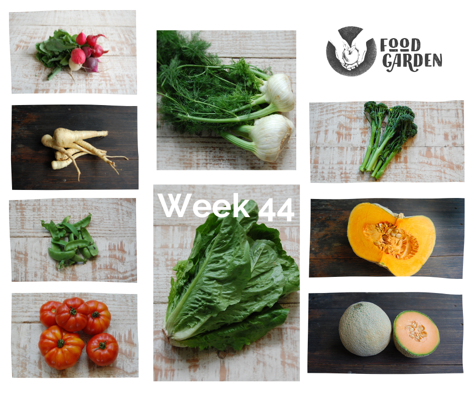 Week 44 - Snow Peas, Eggplant, Lettuce, Pumpkin, Cucumber, Gold Beetroot and Fennel