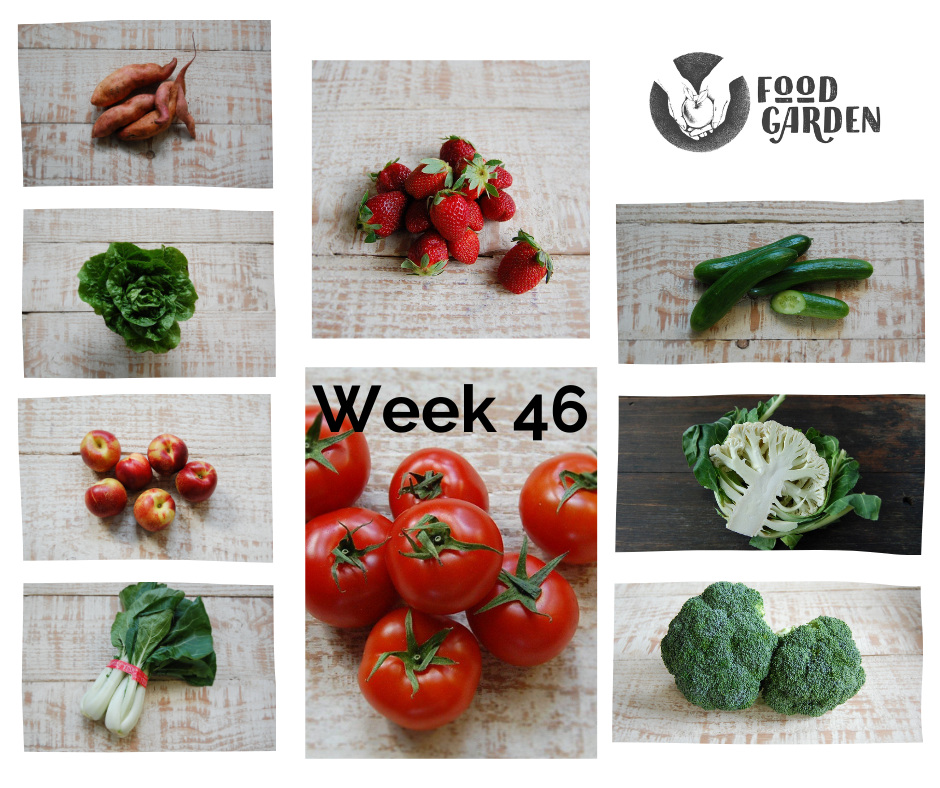 Week 46 - Cauliflower, Broccoli, Beans, Cucumber, Lettuce, Tomato, Strawberries and Nectarines