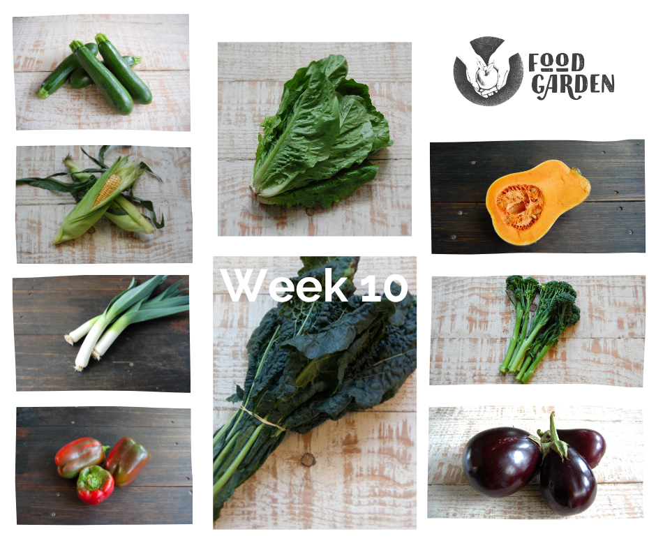 Week 10 - Pimento Capsicum, Sweet Corn, Zucchini, Eggplant, Black Kale and Tomato