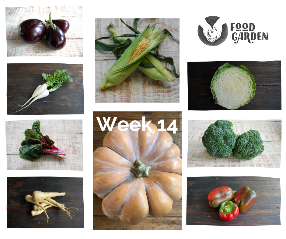 Week 14 - Musque de Provence, Parsnip, Sweet Corn, Rainbow Chard, Sebago Potato and Broccoli