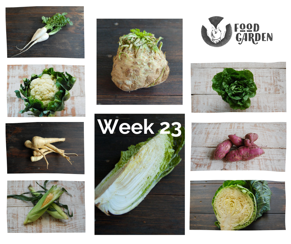 Week 23 - Wombok, Cauliflower, Daikon, Sweet Corn, Baby Cos and Celeriac