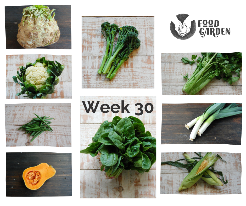 Week 30 - Sweet Corn, Celery, Broccolini, Wombok, Cauliflower and Afrouer Mandarins