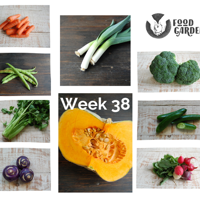 Week 38 - Leek, Celery, Broccoli, Sweet Grey Pumpkin, Radish, Tomato and Blood Oranges