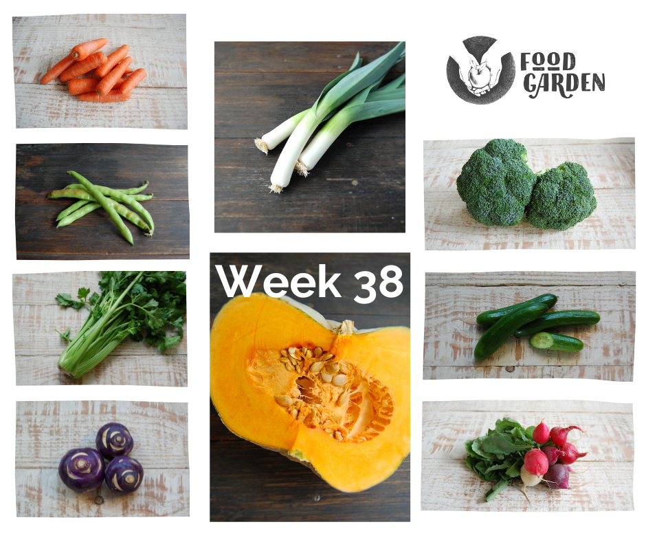 Week 38 - Leek, Celery, Broccoli, Sweet Grey Pumpkin, Radish, Tomato and Blood Oranges