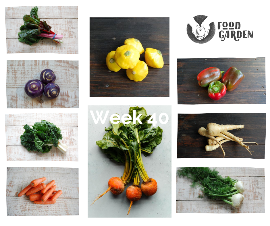 Week 40 - Iceberg Lettuce, Yellow Squash, Rainbow Chard, Gold Beetroot, Broad Beans and Kohlrabi