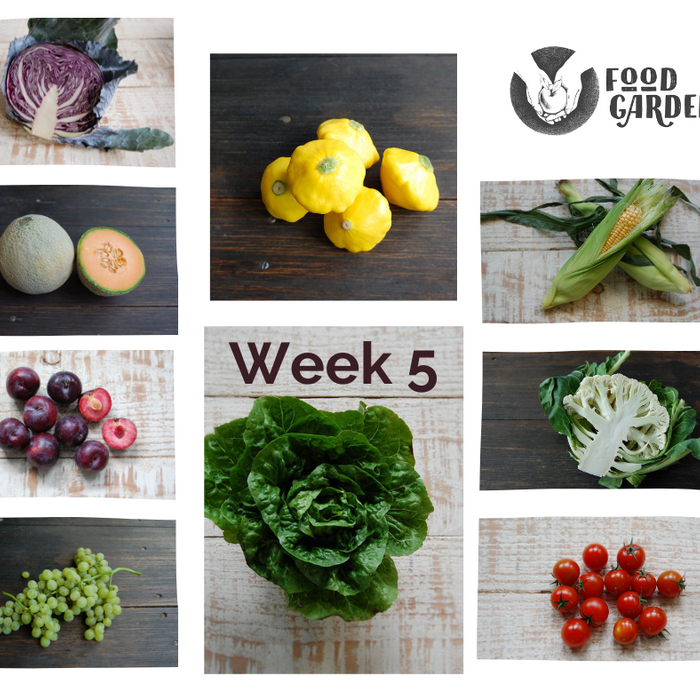 Week 5 - Red Cabbage, Cauliflower, Yellow Squash, Sweet Corn, Akane Apples and Nashi Pears