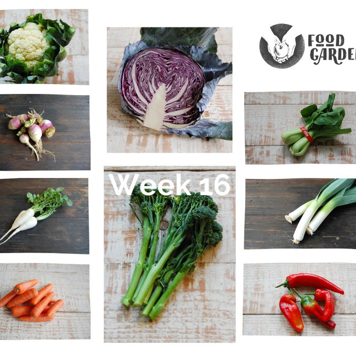 Week 16 - Baby Broccoli, Red Cabbage, Cauliflower, Brussel Sprouts, Turnip and Pak Choy