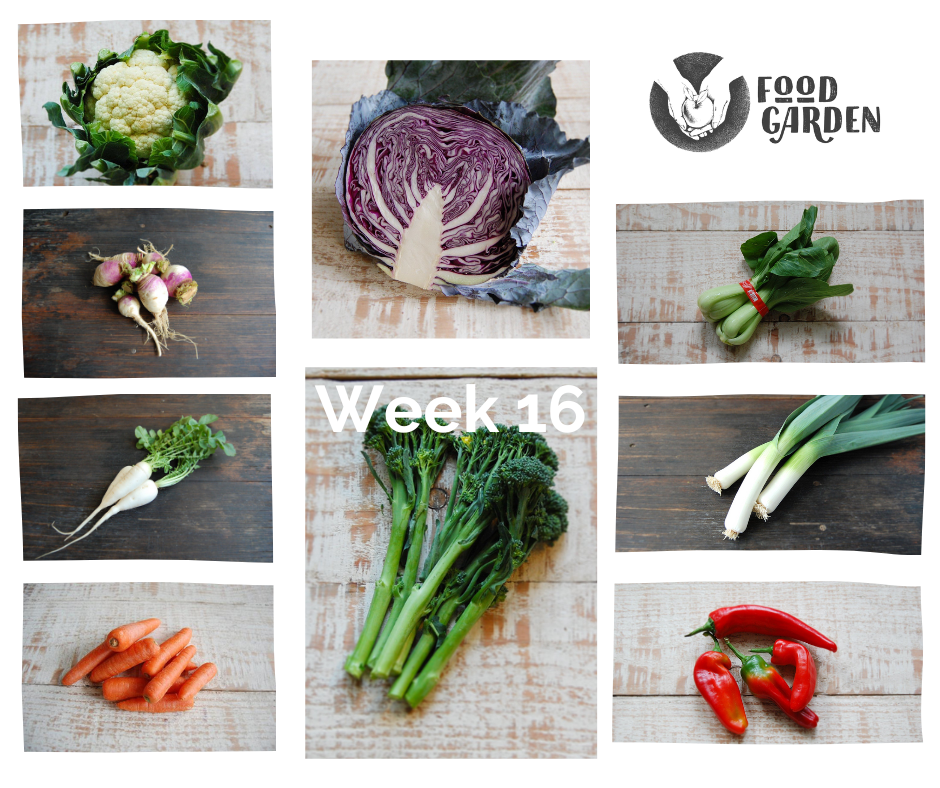 Week 16 - Baby Broccoli, Red Cabbage, Cauliflower, Brussel Sprouts, Turnip and Pak Choy
