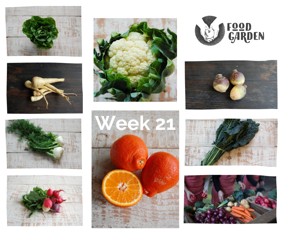 Week 21 - Red Onions, Cauliflower, Fennel, Broccoli, Radish, Kale, Avocado and Tangelo