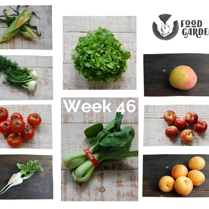 Week 46 - Pumpkin, Broad Beans, Broccoli, Tomato, Oak Lettuce, Daikon, Nectarines and Apricots